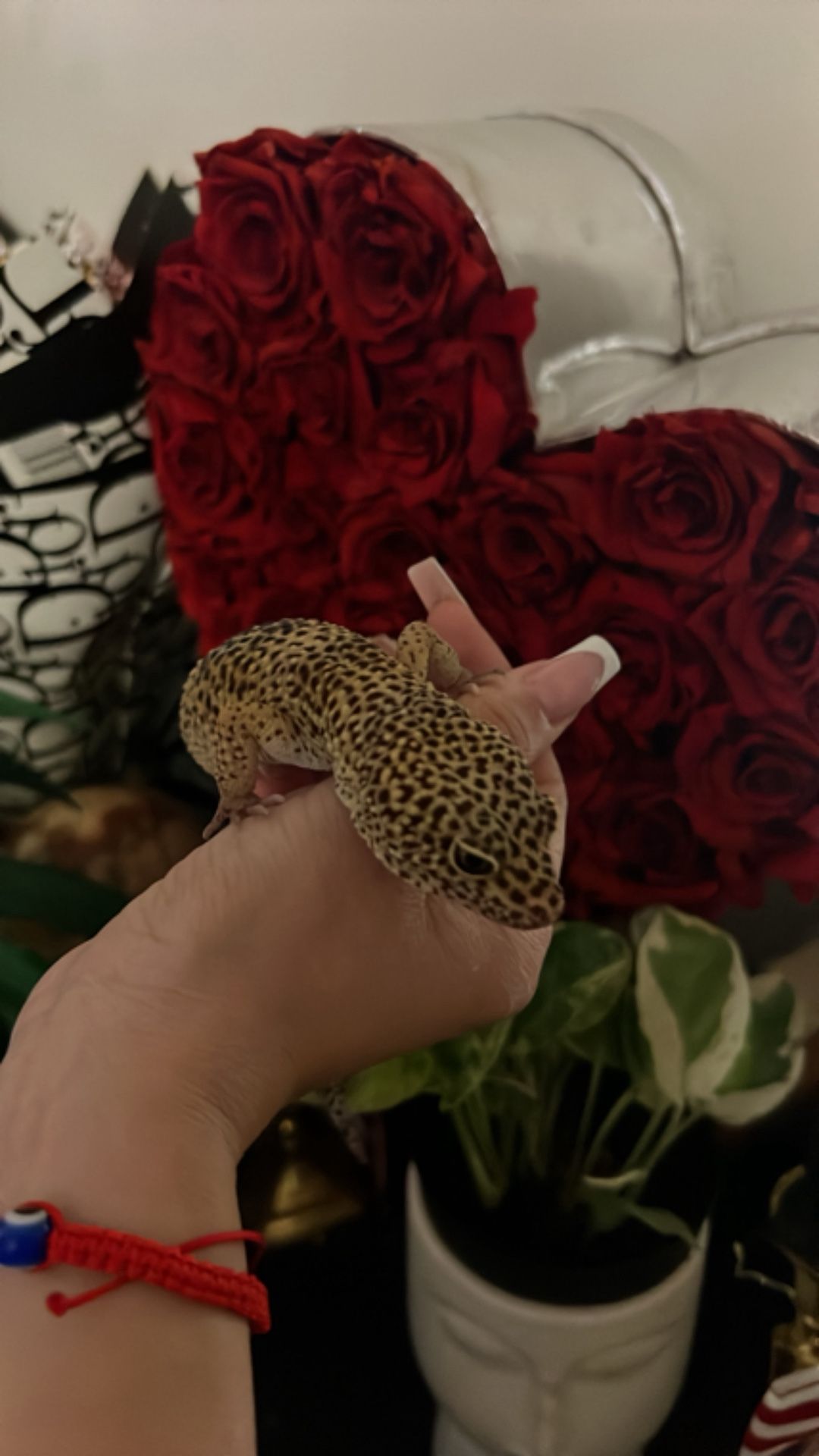 Free Gecko
