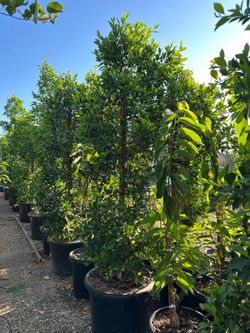 Indian Laurel Columns, Ficus nitida ‘Columns’ , Ficus tree, shade or Hollywood Hedge and privacy 25gal Size