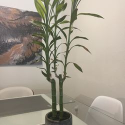 24” healthy lucky bamboo live plant with pot