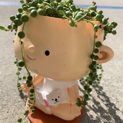 Succulent String Of Pearls