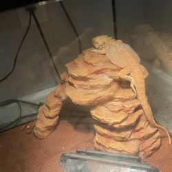 Healthy Bearded Dragon  With Set Up Available - Friendly And Easy To Care For