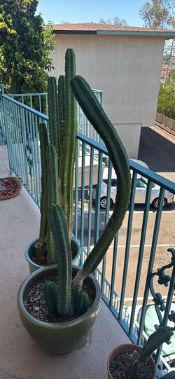 San Pedro cactus