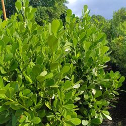 CLUSIA PRIVACY HEDGE PLANTS 15GL 4.5-5FT  $40🏡🏡