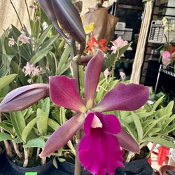 Rare Cattleya Orchid