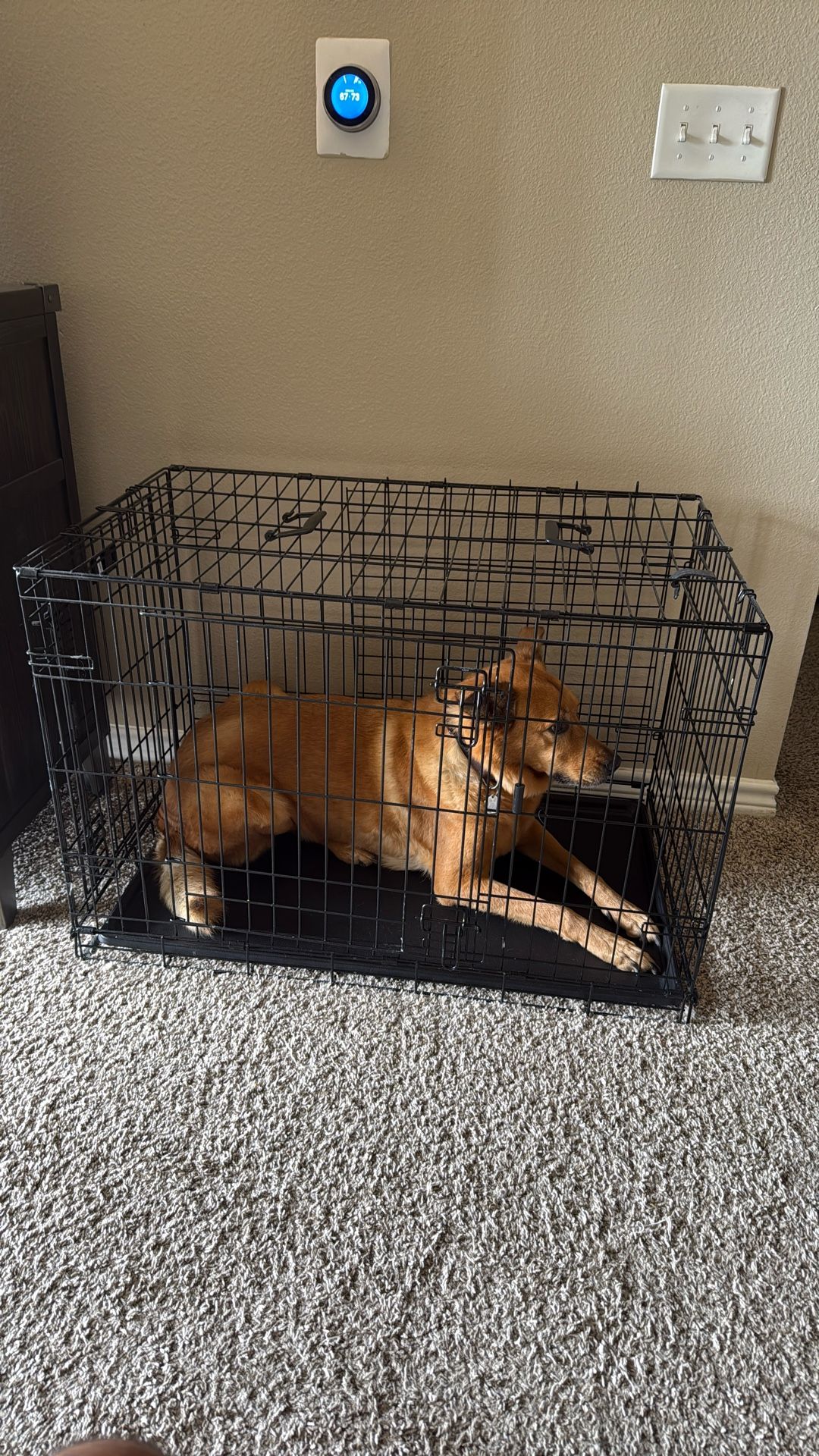 Dog Crate 36x24x22in