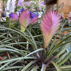 Hawaii Pink Quill 6” Pot Indoor Plants 