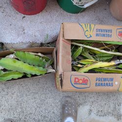 Dragon Fruit Cuttings For Sale Or Trade