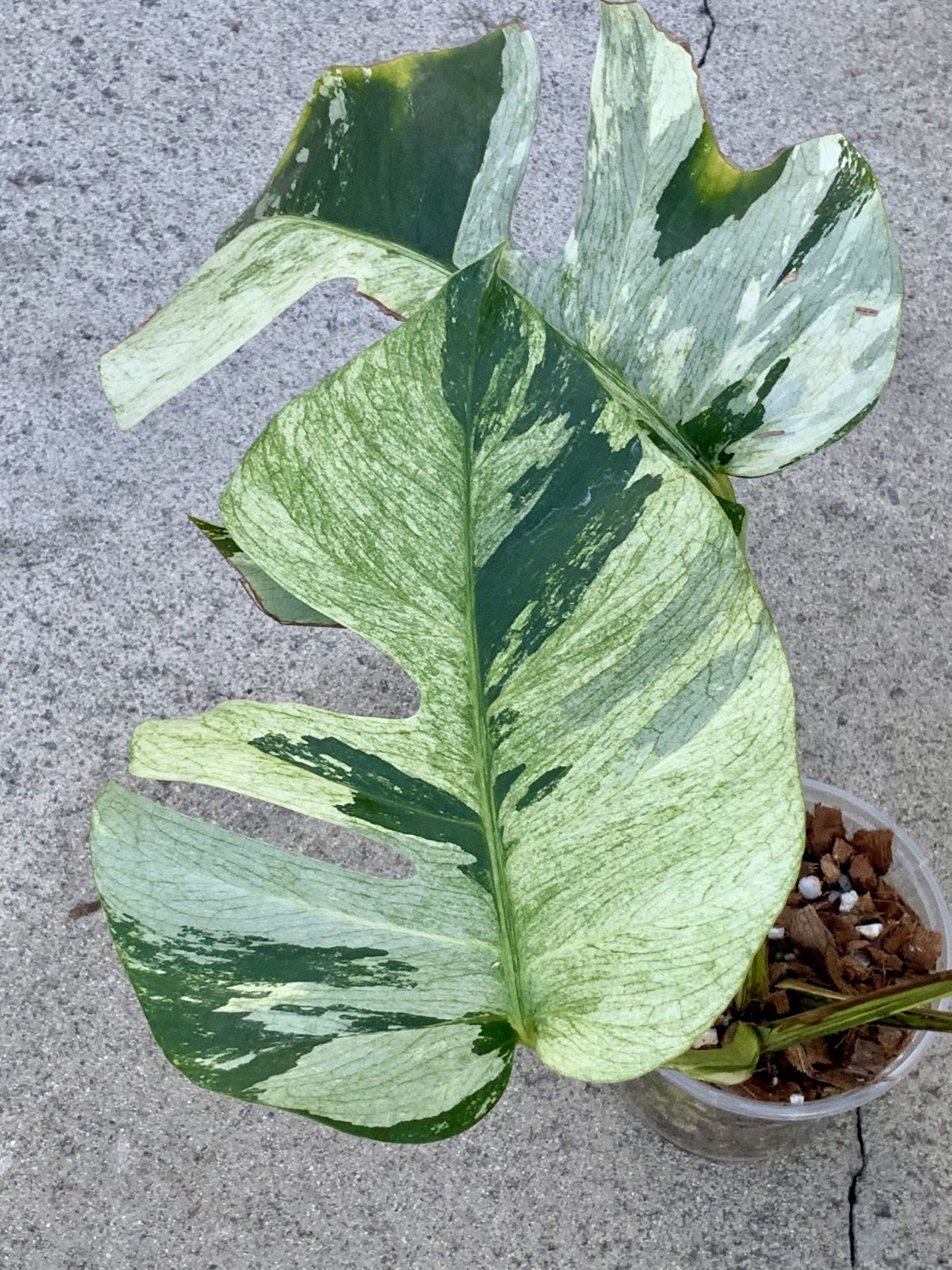 Monstera Deliciosa x Borsigiana Mint