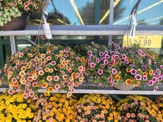 LARGE HANGING FLOWER BASKETS-NEW