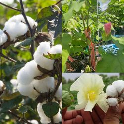 cotton Plant in 3 gal plantas de algodon en 3gal