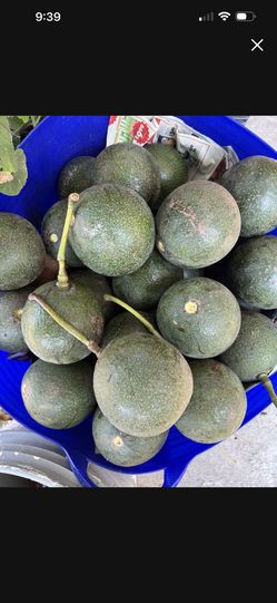 Large Organic Avocados 🥑🥑🥑