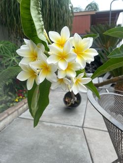 Plumaria grande de venta $$40