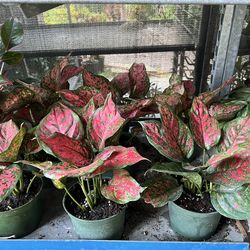 Aglonema wishes in 6” pot. SPECIAL PRICE 🤩