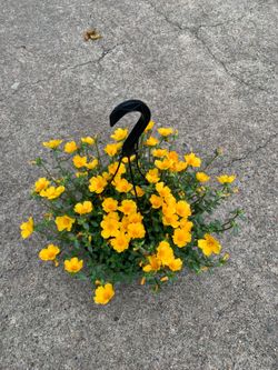 Yellow purslane plant