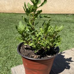 Epazote  🌿