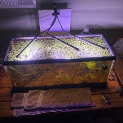 Established  Fish/shrimp Tank W/ Plants 