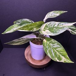 Epipremmnum Pinnatum Albo 