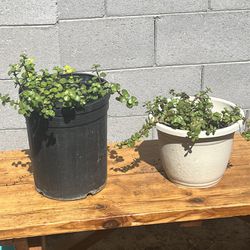 Succulent plant “elephant food” jade in plastic planter pot