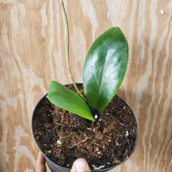 Hoya Incrassata  
