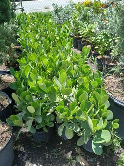 Clusia on sale! $4.50