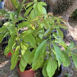Avocado Trees