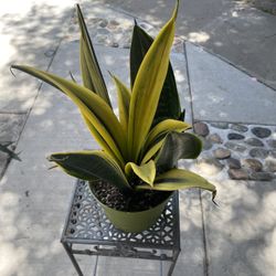 6” Sansiveria Gold Flame