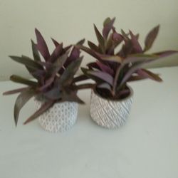 Purple heart Plant In Ceramic Pot 