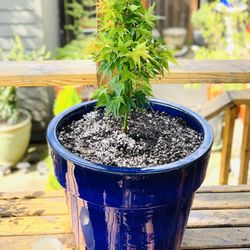 Live outdoor Japanese Maple Makaw Yatsubusa  tree plant in a ceramic planter pot—firm price