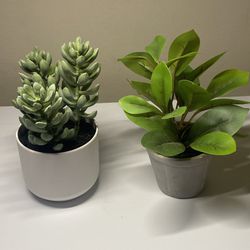 Modern Desk Plants (set of 2)