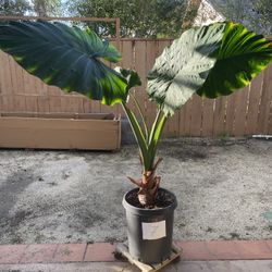 Giant Taro ( Elephant Ears) Plant