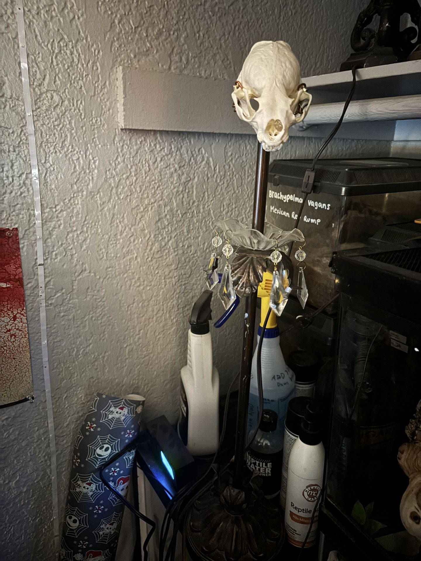 Real Otter Skull Lamp
