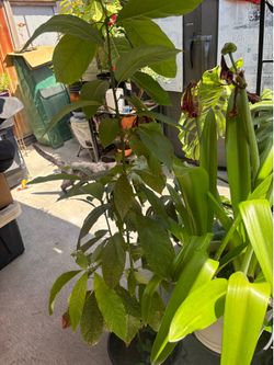 AVOCADO TREES