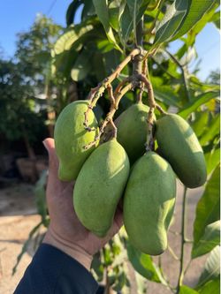 mango tree