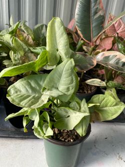 Syngonium