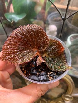 Begonia Baik( red )