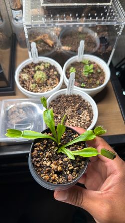 Venus flytrap for sale