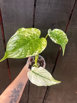 Monstera White Monster