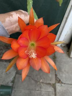 Epiphyllum Orchid Cactus Blooming Plant, In 1 Gallon Pot Pick Up Only