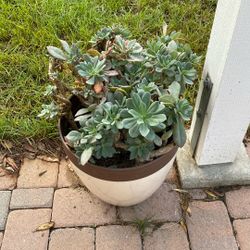 Succulent in pot