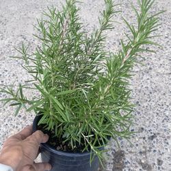Rosemary Plant 