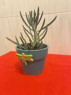 Succulents Plus Mini Ceramic Pots