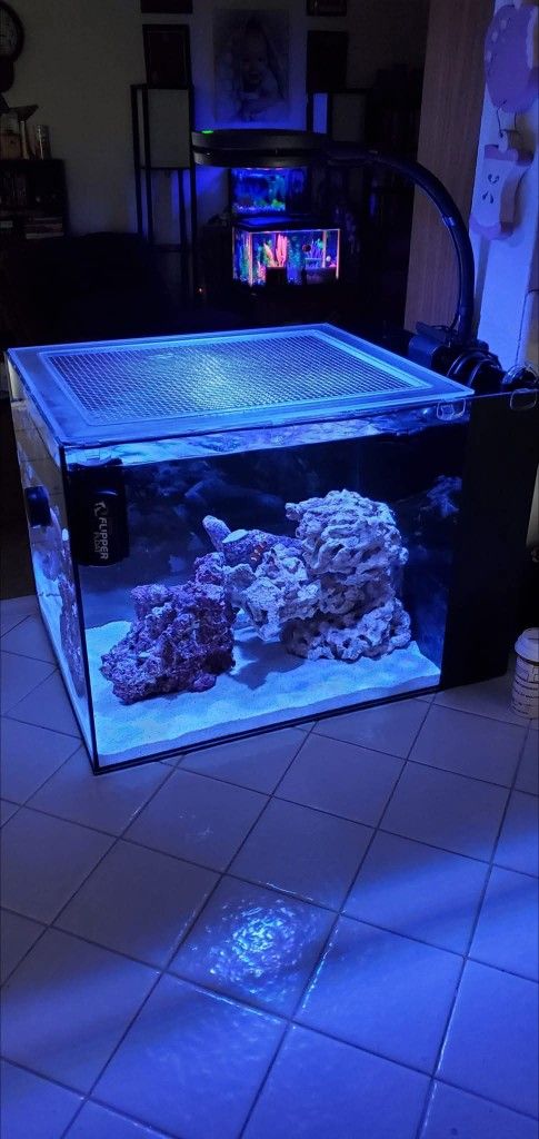 2 Complete Saltwater Tanks