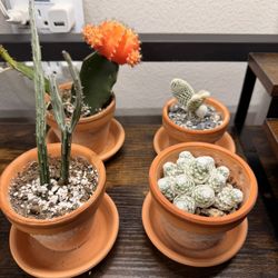 Cactus Bundle Or Individually Sold