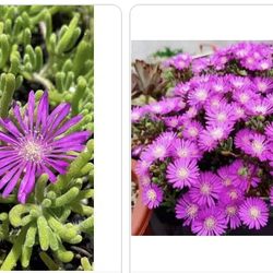 Ice Plant Ground Cover