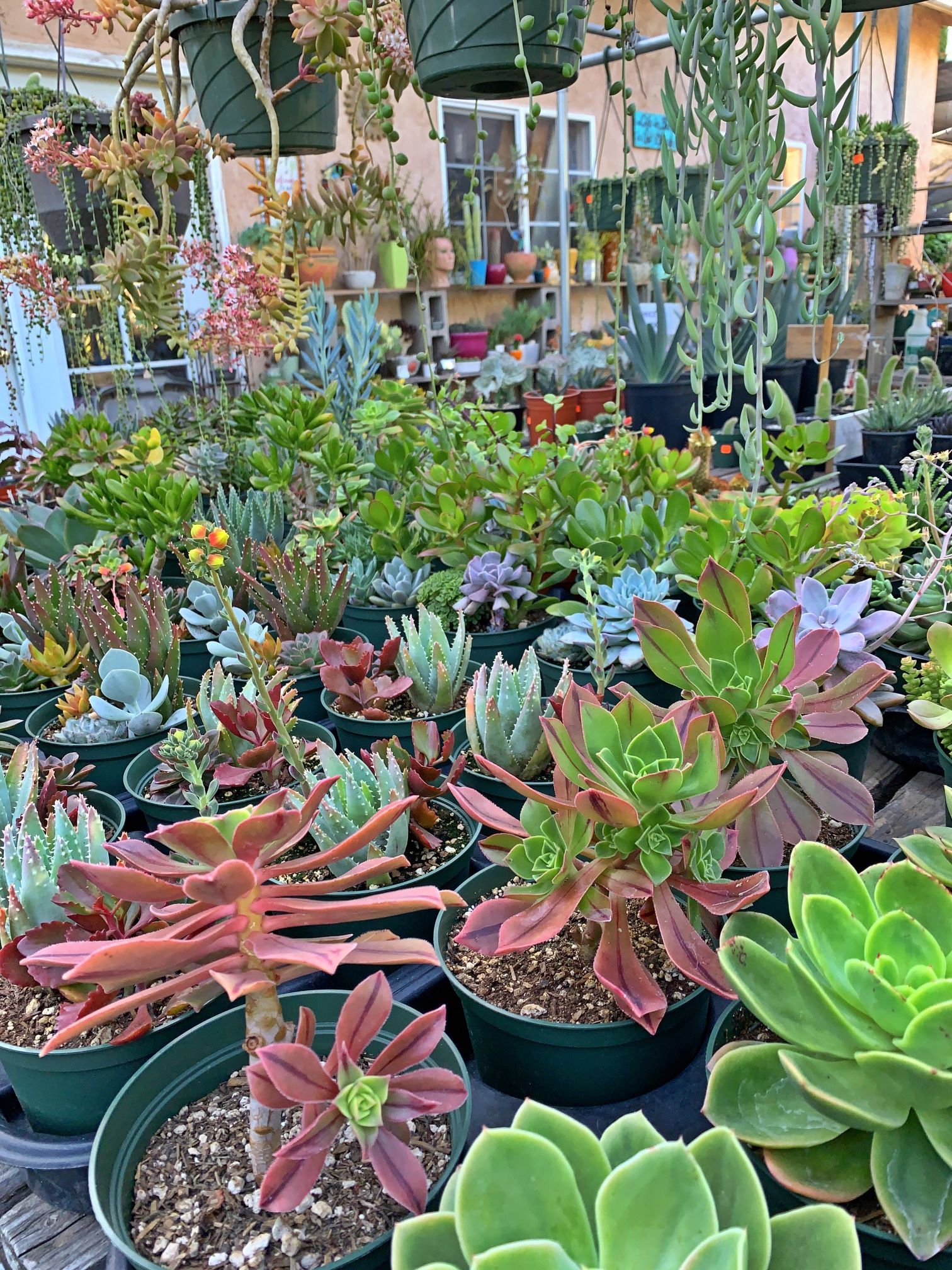 Succulents