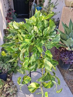 Pothos PATRICIO Plant $43