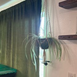 Macrame Plant Holder W/ Plant 