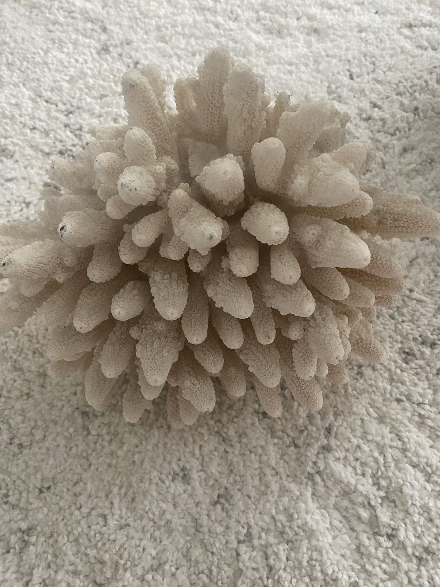 Beautiful Large Coral