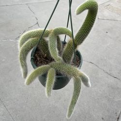 8” Big Monkey Tail Cactus