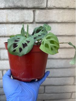 House plants